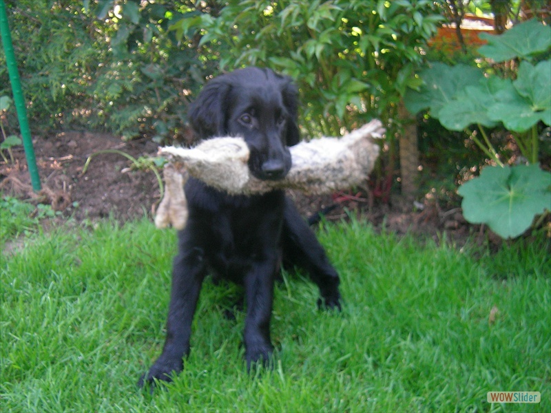 26-4-09 Jagdhund in Aktion