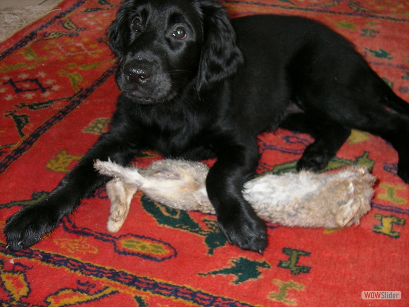 26-4 mit Kaninchen