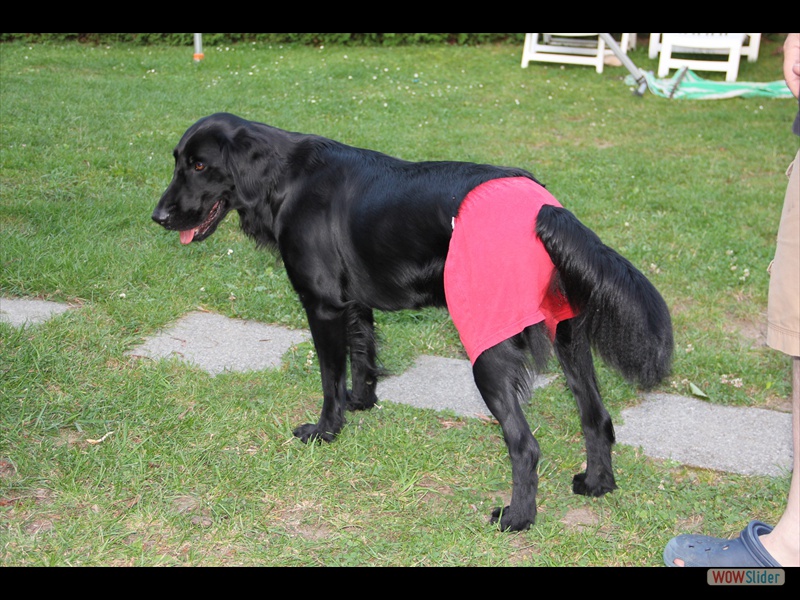 Anouk ist l�ufig, Sept 11
