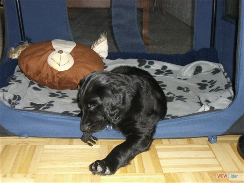 das neue Zuhause