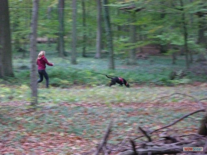 mantrailing1