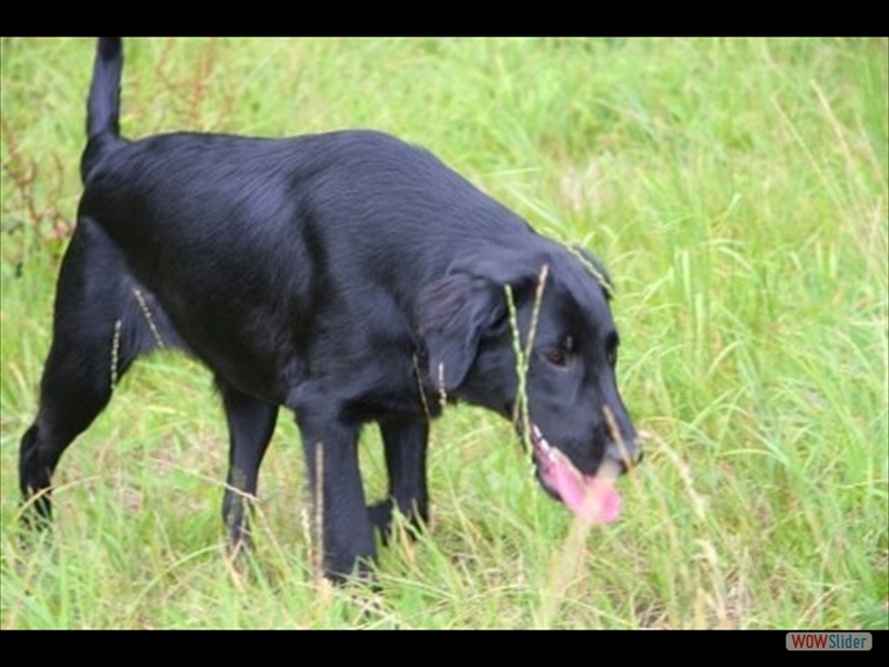 13.9. Arya alias Kr�mel