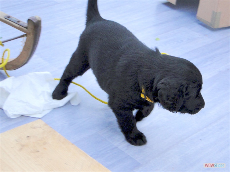 13.2. Gelb als Schlittenhund