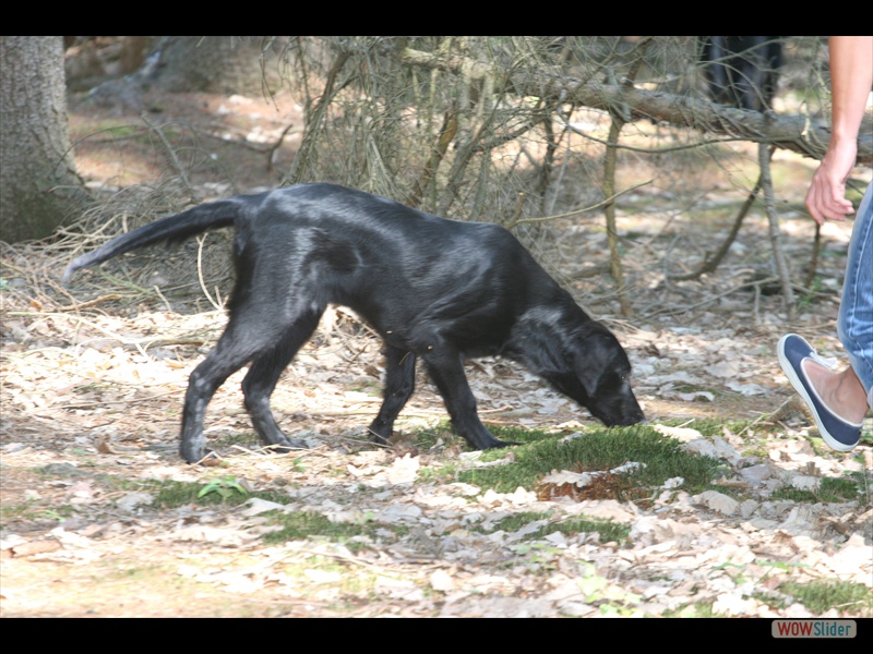 Welpentreffen 2-6-11 (141)