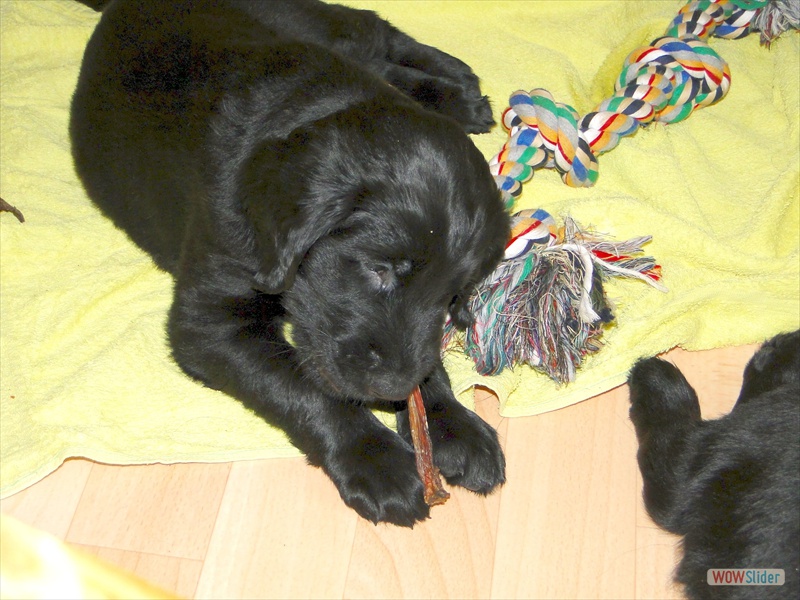 21.2.11.Grau ist ganz weg