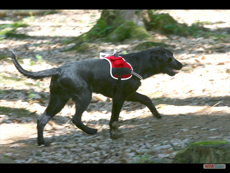 Welpentreffen 2-6-11 (135)