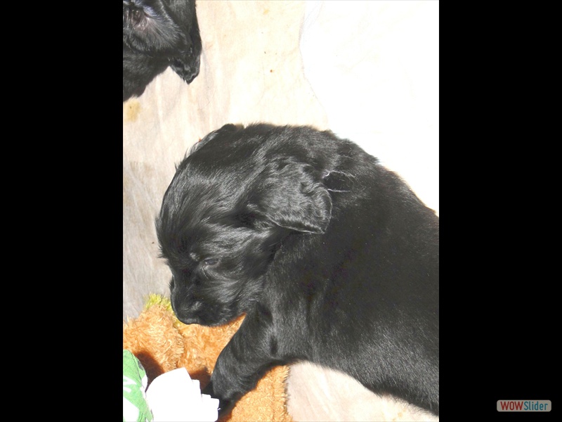 6.2. Lila mit Elch_2