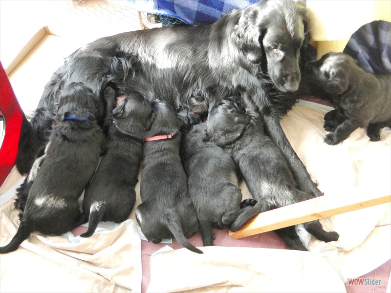 7.2. ohne attackiert Mama