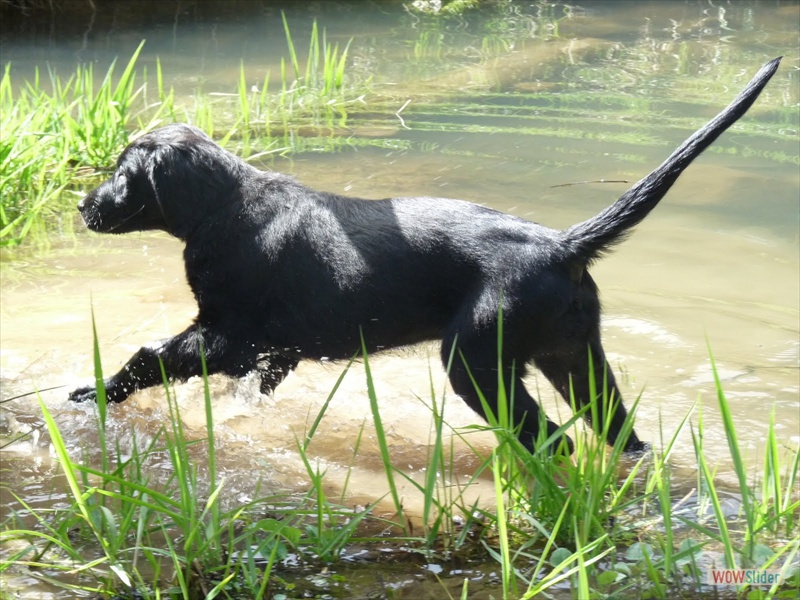 10.4. Wasserratte