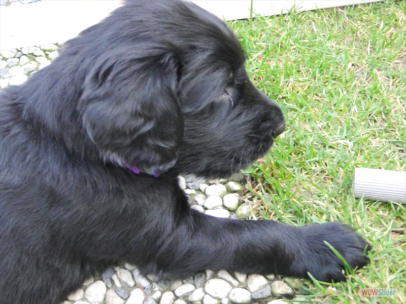 13.2. Lila