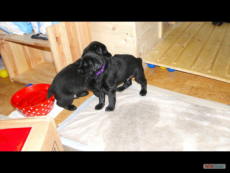 22.1.13 (12) Violett u Grau