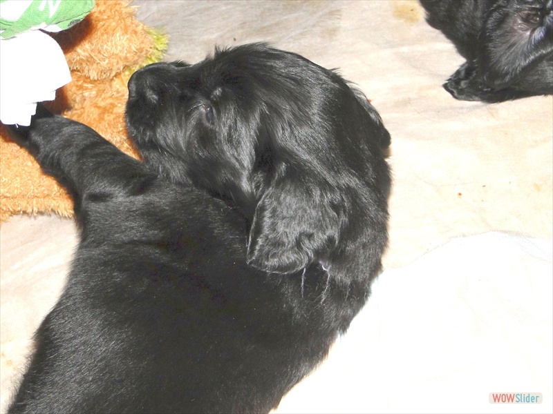 6.2. Lila mit Elch_2