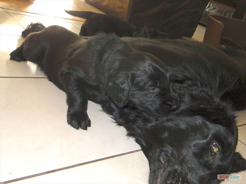 9.2. lila