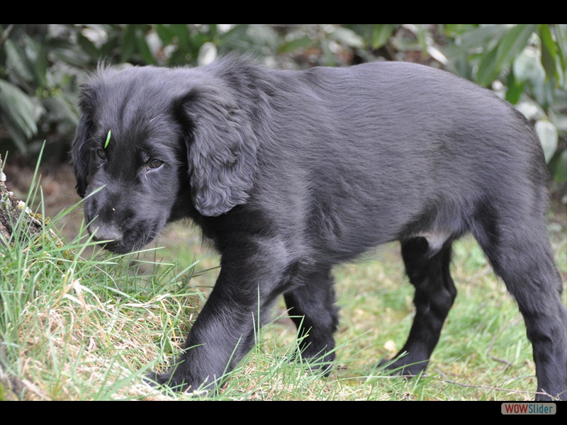 Bolko 11-3-11