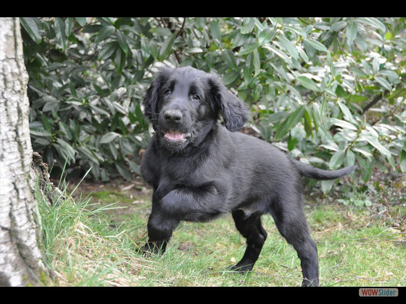 Bolko 11-3-11 (1)