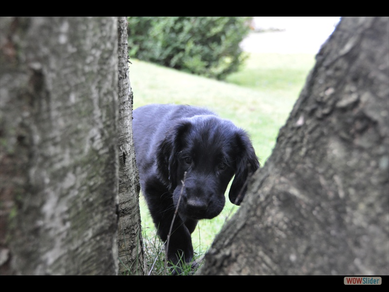 Bolko 11-3-11 (2)