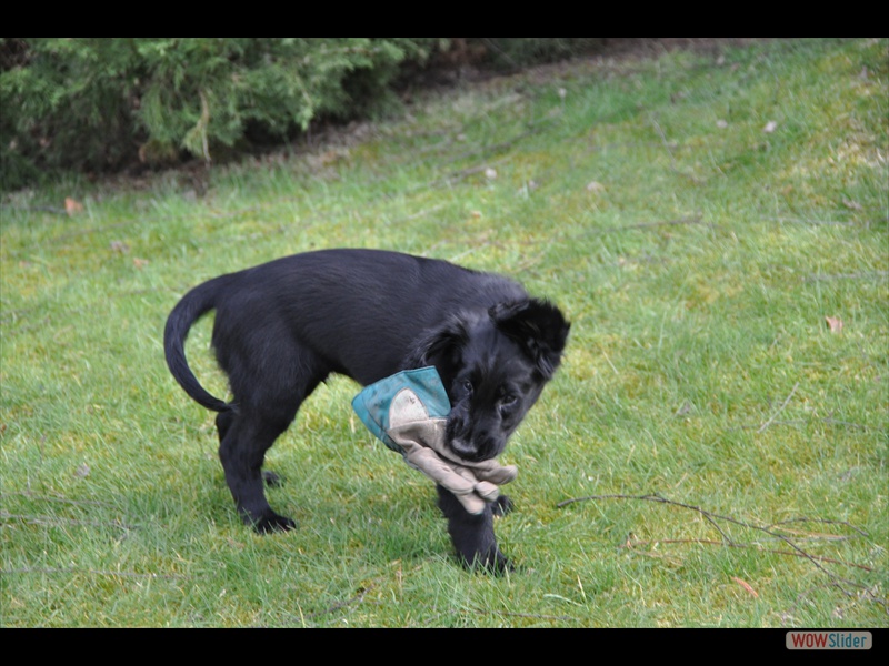 Bolko 11-3-11 (3)