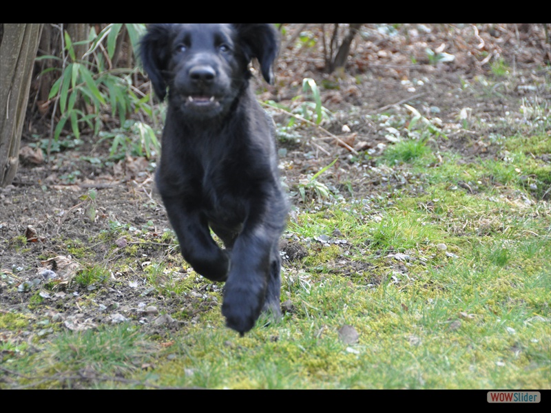 Bolko 11-3-11 (4)