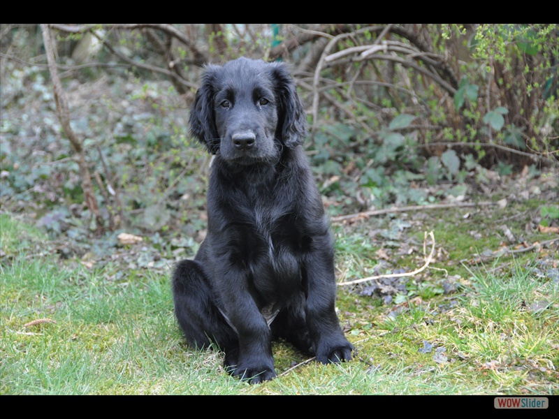 Bolko 11-3-11 (5)