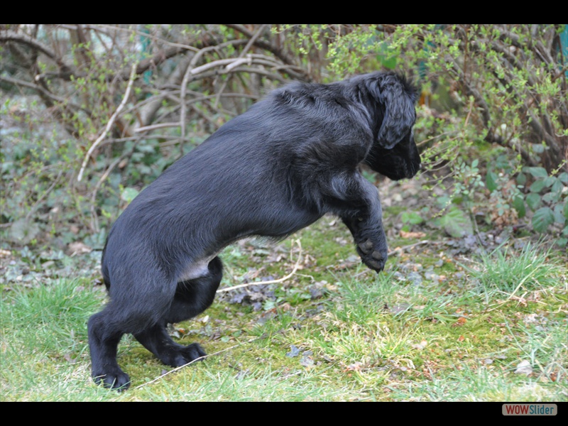 Bolko 11-3-11 (6)