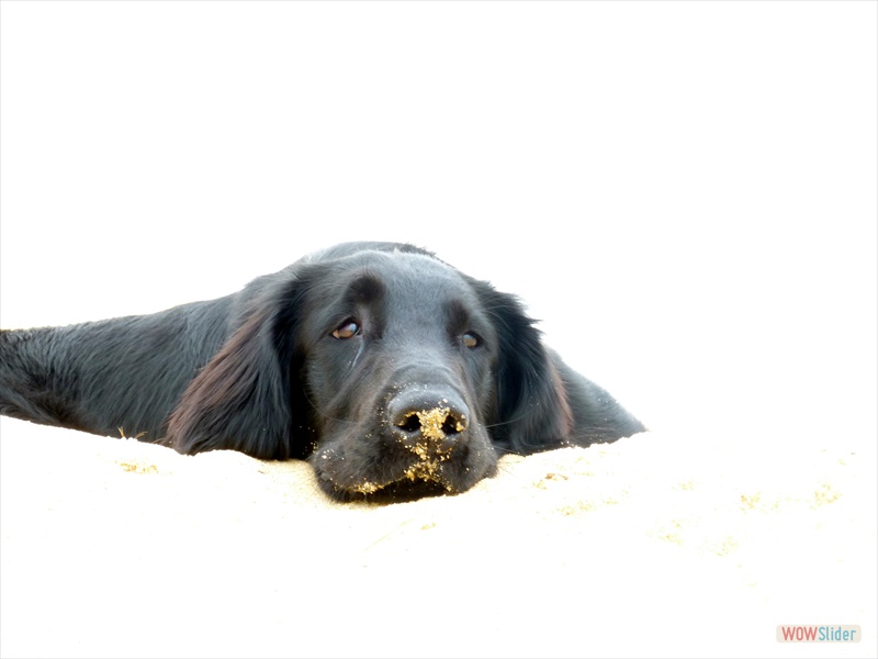 Bolko 11-9-11 (1)