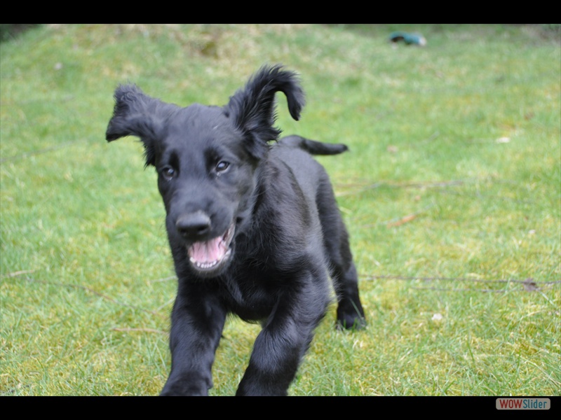 Bolko 15-4-11_3