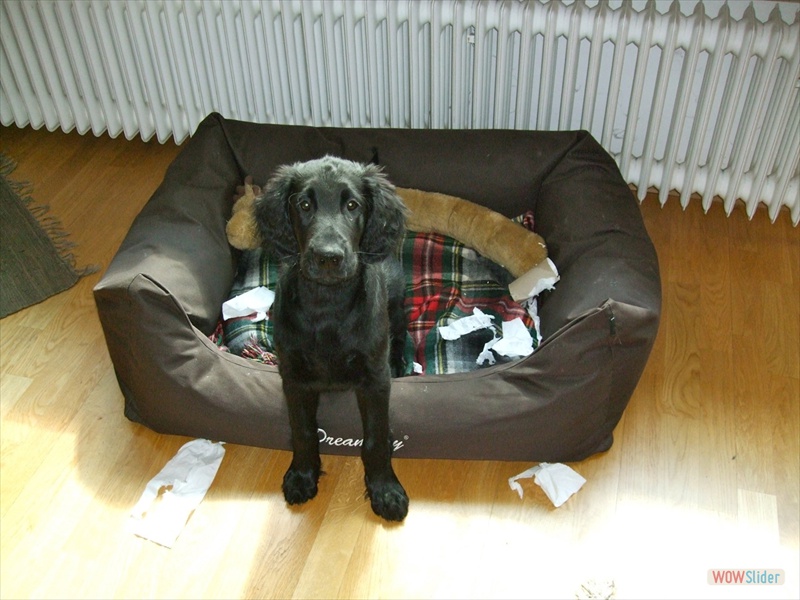 Bolko 15-4-11_4