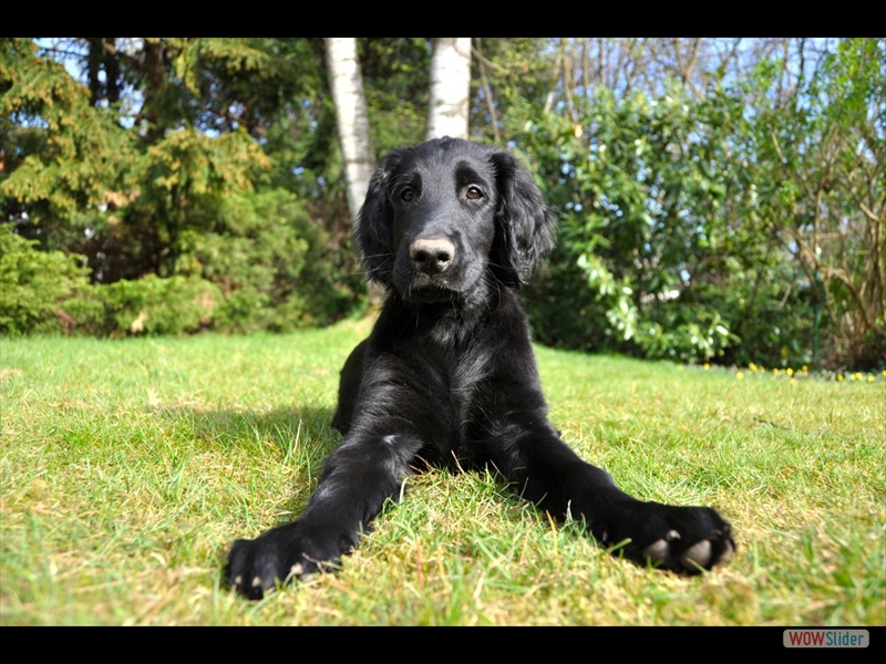 Bolko 15-4-11 (7)