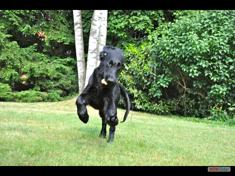 Bolko 20-5-11 (5)