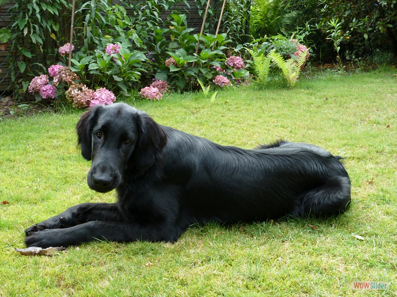 Bolko 26-7-11