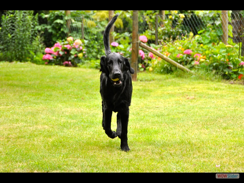 Bolko 2-7-11
