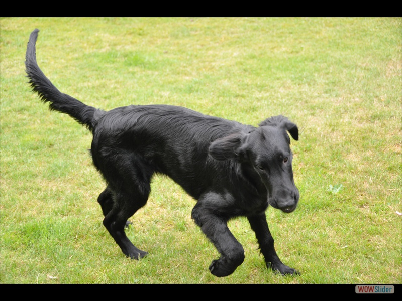 Bolko 2-7-11 (1)
