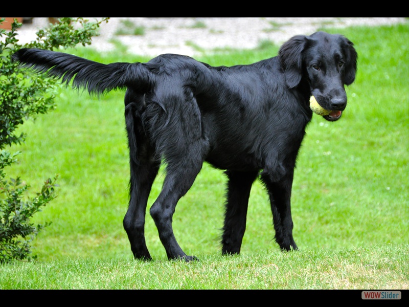 Bolko 2-7-11 (2)