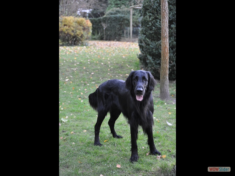 Bolko 28-11-12