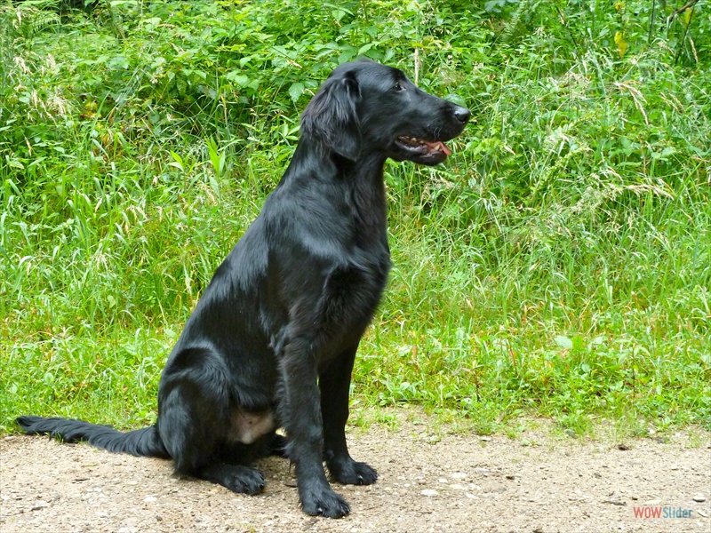 Bolko 30-7-11