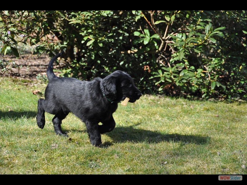 Bolko 7-3-11