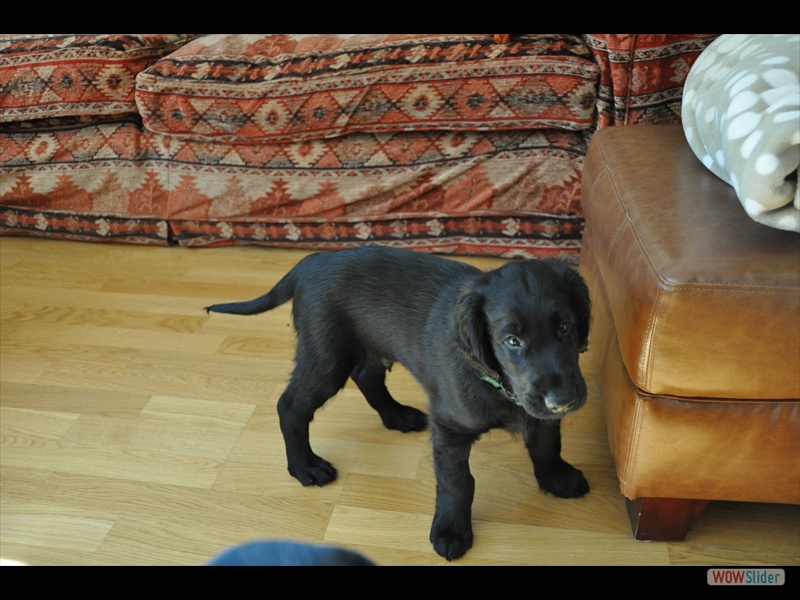 Bolko 7-3-11 (5)