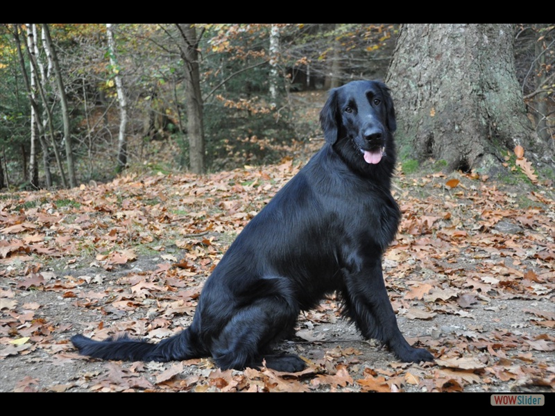Bolko 8-11-11