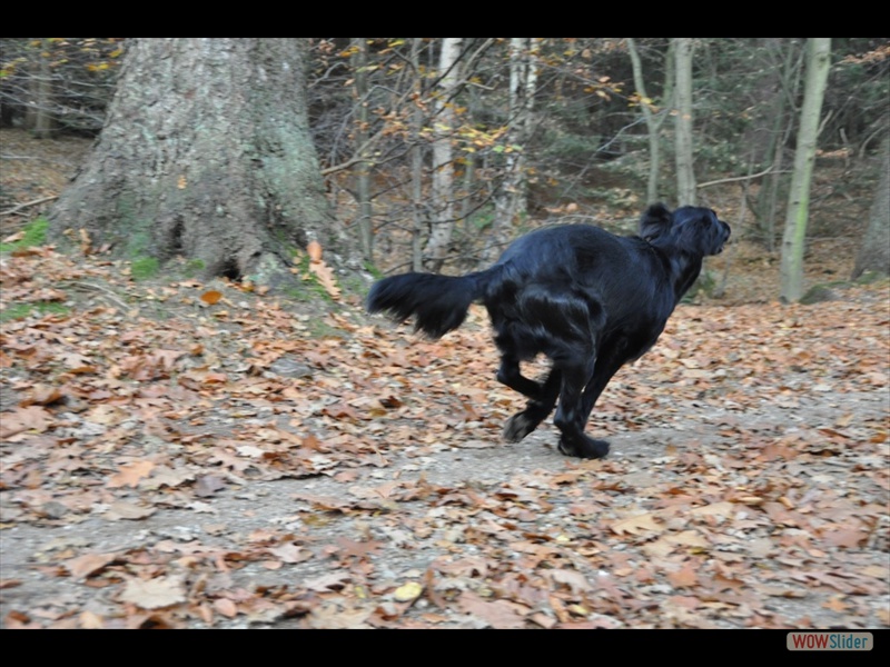 Bolko 8-11-11_2