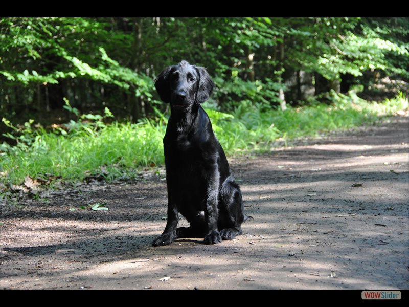 Bolko 9-6-11