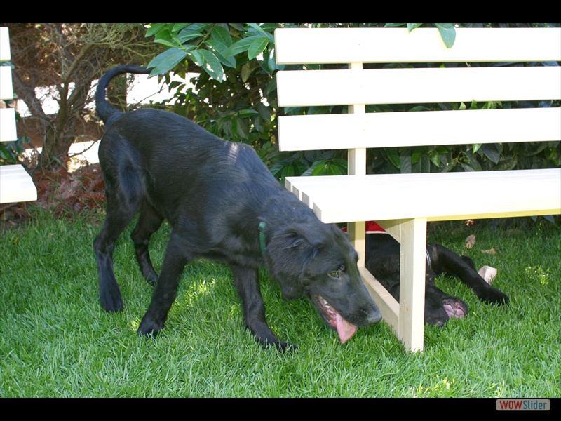 Bolko Welpentreffen 2-6-11 (37)