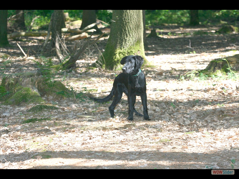 Welpentreffen 2-6-11 (127)