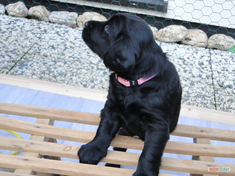 13.2.Rosa in Pose