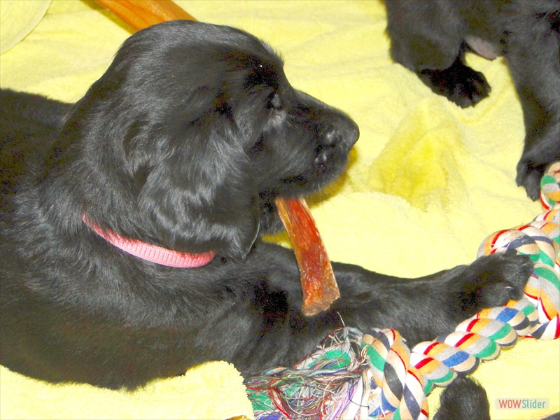 21.2.11 Rosa mit T-Fleisch