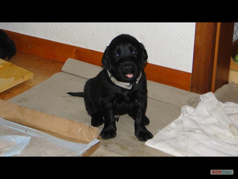 18.1.13 (12) grau - zum Anbei�en