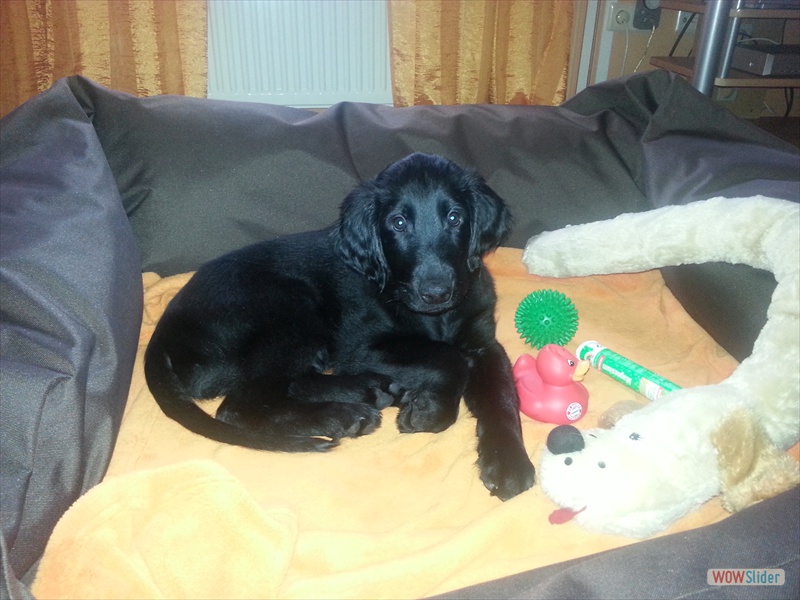 Caesar-Marlo 24.2.13 (4)