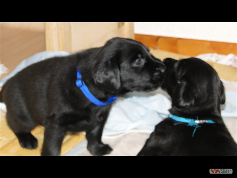 20.1.13 (13) t�rkis u dunkelblau