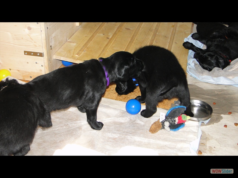 22.1.13 (14) Violett bei�t Blau