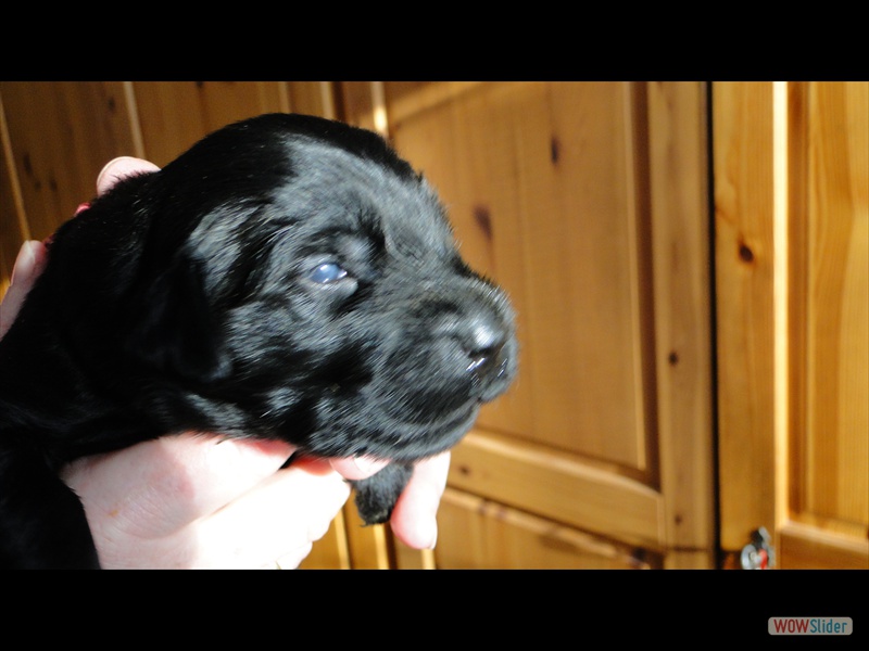 2.1.13 H rot