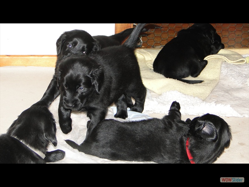 22.1.13 (20) welpenk�mpfchen